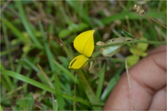 Crotalaria triquetra